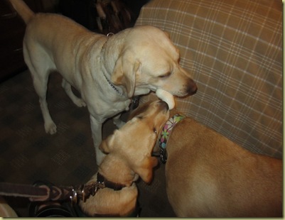 Tamera, Wendy and Vienna playing with a bone together.