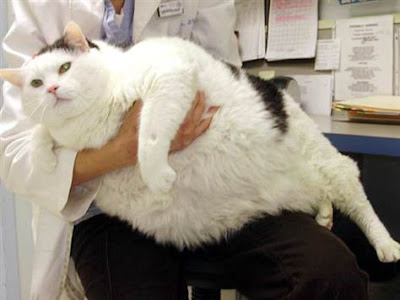 Top 10 fattest cat pictures