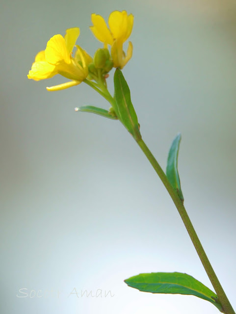 Brassica nigra