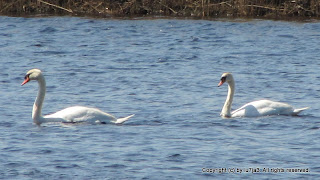 Mute Swans