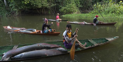 Ikan Arapaima