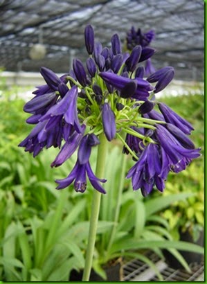 Mood Indigo Agapanthus