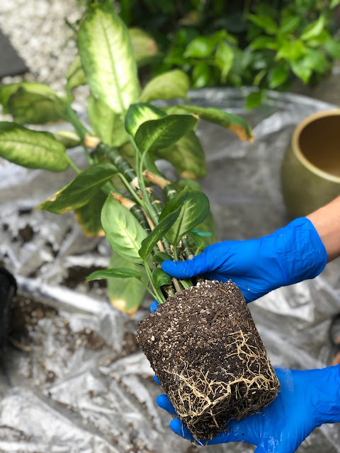 how to repot diffenbachia