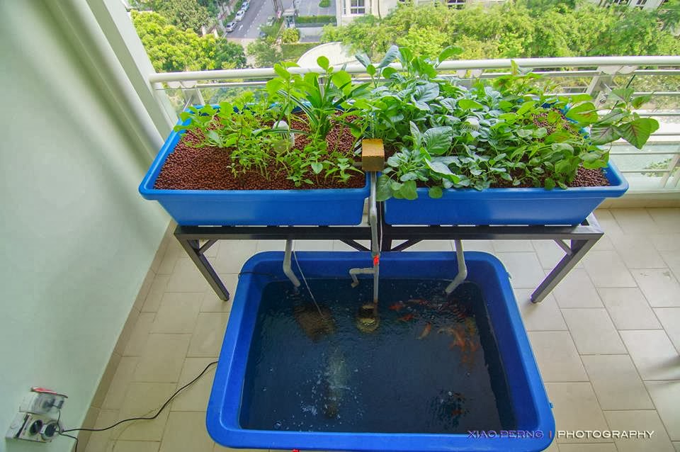 Affnan's Aquaponics: Perng Leng Chuah High Rise Aquaponics System