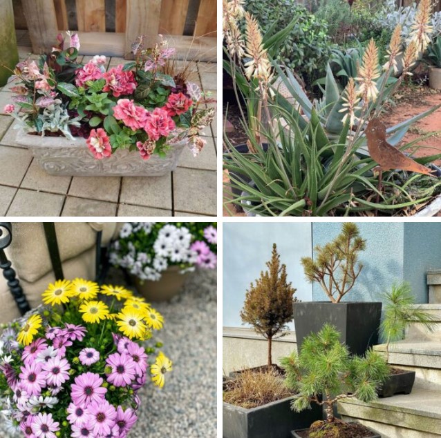 growing flowers and ornamental plants in containers