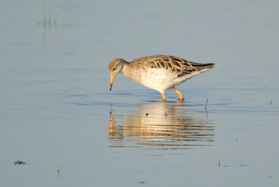 Hoants - Kemphaan - Calidris pugnax