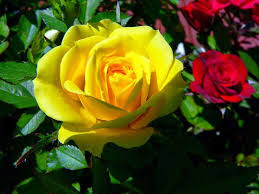 Hd Images Of Yellow Rose 15