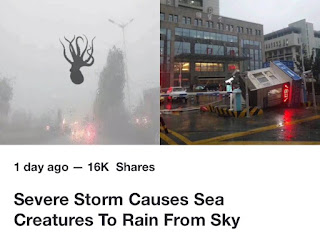 storm causes sea creatures to rain from the sky