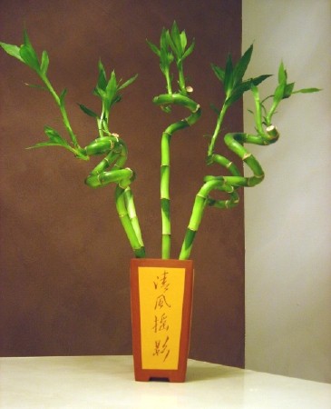Bamboo House Plants3