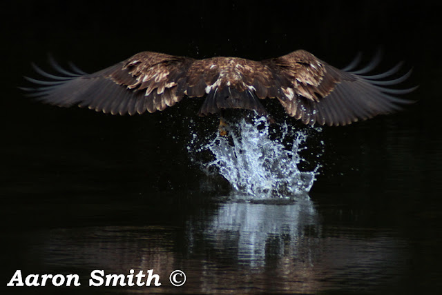 Immature Bald Eagle Hitting Water