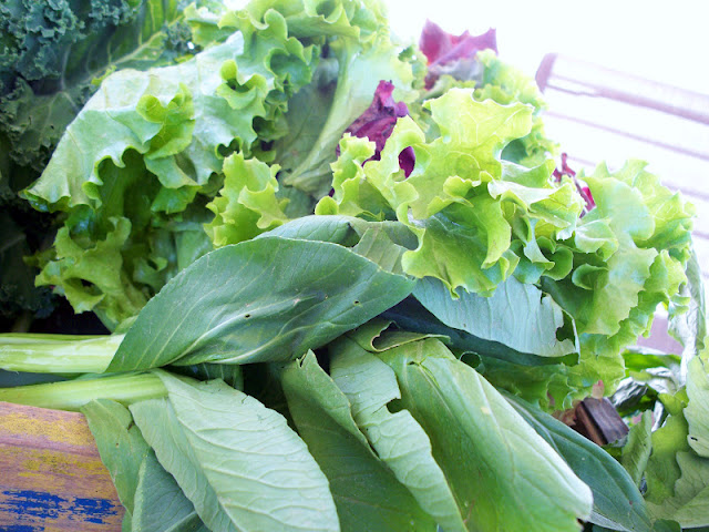 lettuce and bok choy fresh from the farm