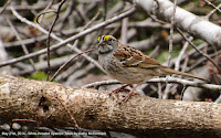 White-throated Sparrow – May 21, 2014 – © Kathy McCormack