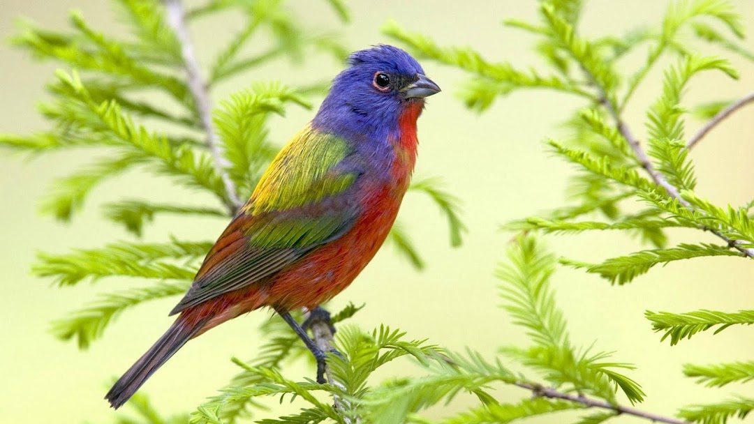 Colored Bird hd wallpaper