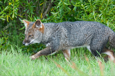 The Fox