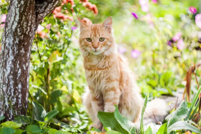 astuces-empecher-votre-chat-de-faire-ses-besoins-dans-le-jardin