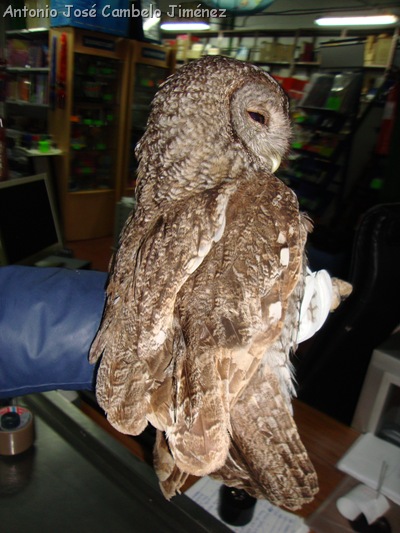 Strix aluco 11032011
