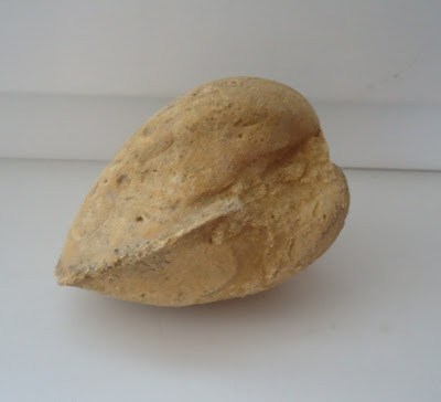  Fossil Sea Shell