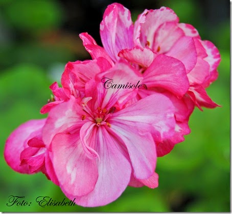 Pelargonium 16 juni -14 059