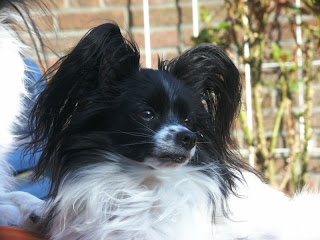 Papillon Dogs Pictures