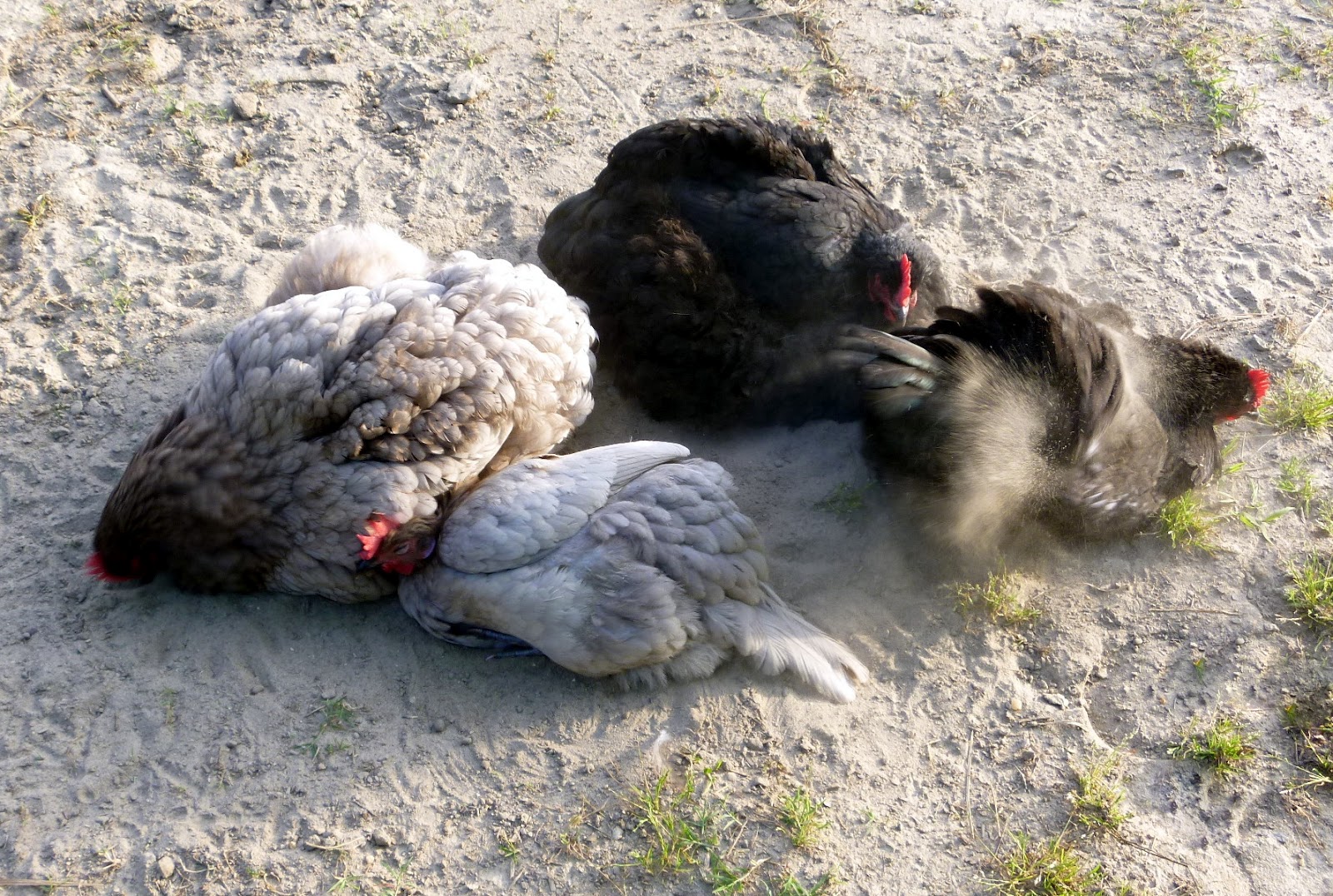 Bathing Beauties - Why Dust Baths are So Important for Chickens