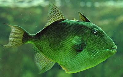 foto de pez verde 
