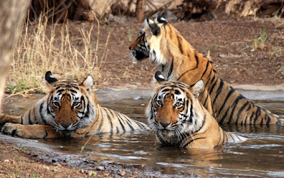 Ranthambore Tiger Reserve