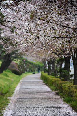 釜山櫻花大渚生態公園