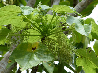 Bois d'Ortie - Obetia ficifolia - Bois de source blanc - Obétie