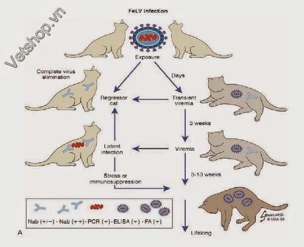 Hình 2: Sinh bệnh học của FeLV