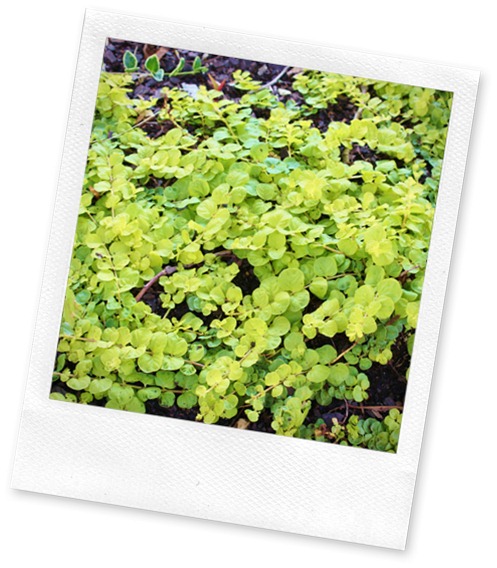 Creeping Jenny