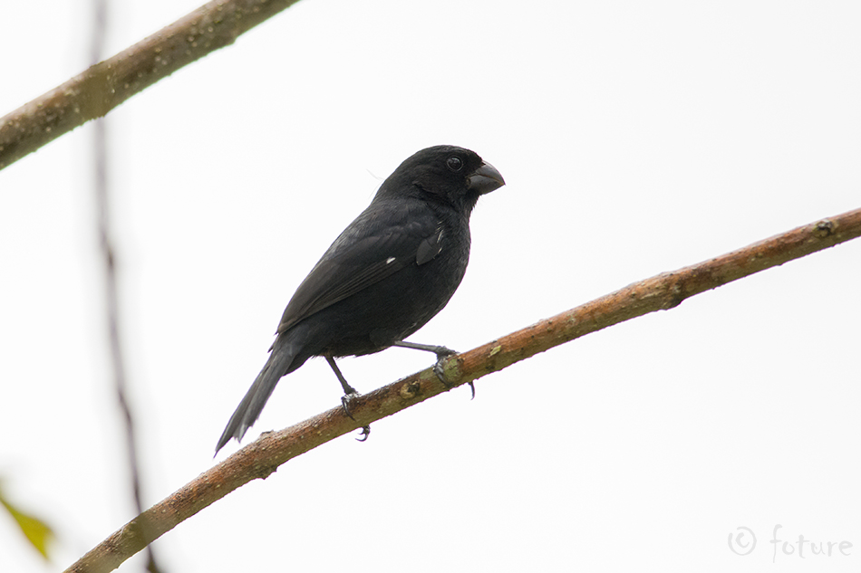 Sporophila corvina, Variable Seedeater, black, aurita