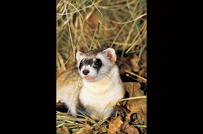 แบล๊คฟรุทฟรอเรท (Black-Footed Ferret)