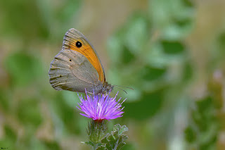 mariposa-loba-maniola-jurtina-macho-libando-