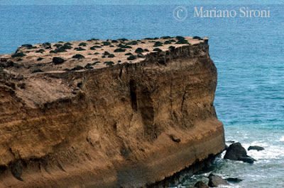 Punta Buenos Aires vista Aerea de una de las 2 Puntas que Forman la entrada del Golfo San José en la Península Valdés