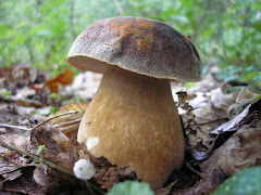 Boletus aereus