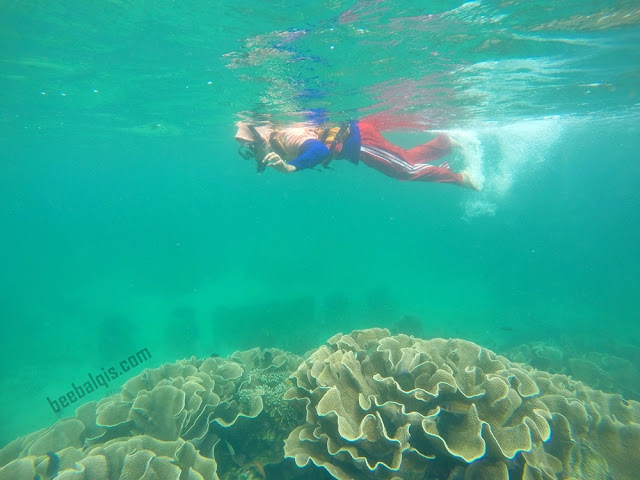 Keindahan Bawah Laut Derawan