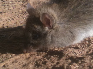 permaculture and antechinus