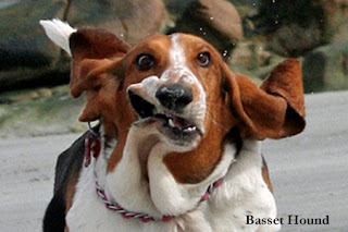 Basset Hound Dog Outlook