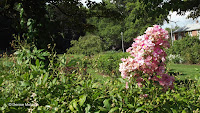 Small roses cluster, Pardee Rose Garden - East Rock Park, New Haven, CT