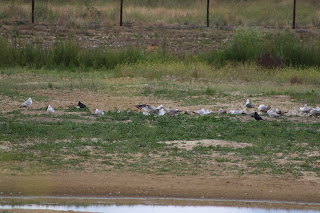 3rd cycle Caspian Gull