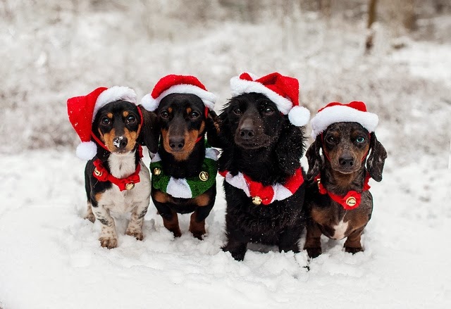 Cutest Dog Christmas Photos, Daschund christmas dogs