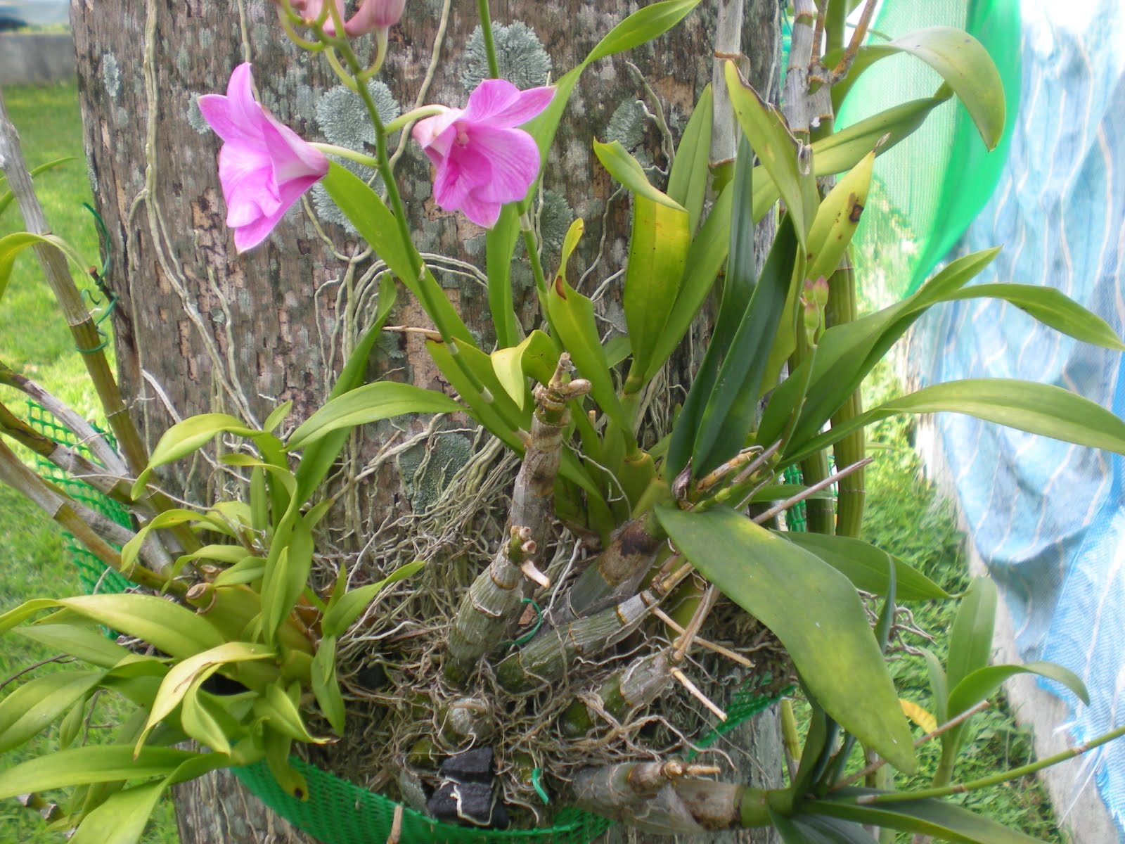 Cara Menanam Bunga  Orkid tanamanbaru