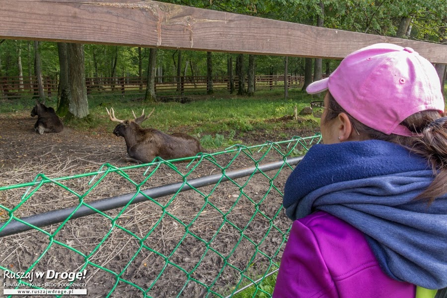 W Rezerwacie Żubrów w Białowieży