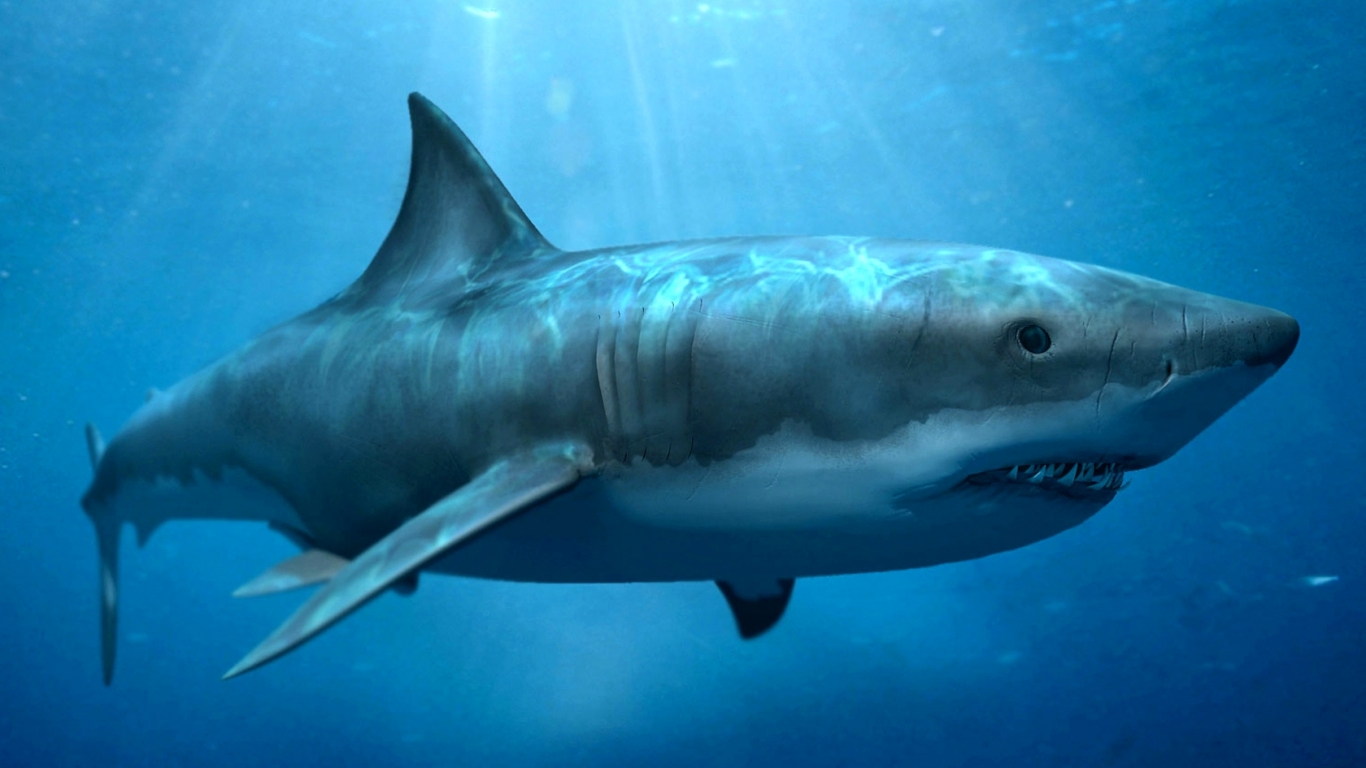 Hiu Megalodon Clazzico