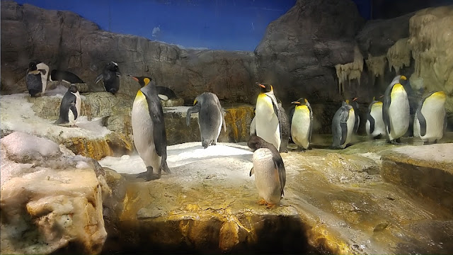 Penguins!