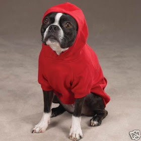 Boston Terrier Clothes