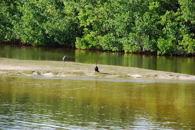 J.N. Ding Darling National Wildlife Refuge