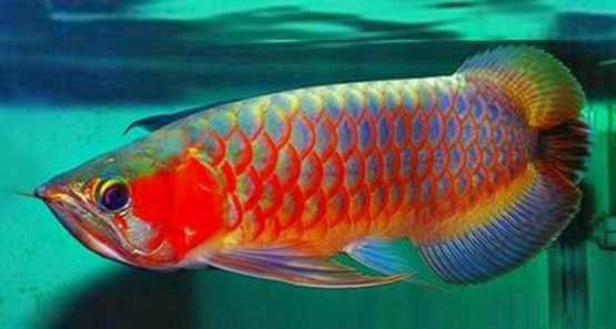 Gambar Ikan Arwana Termahal