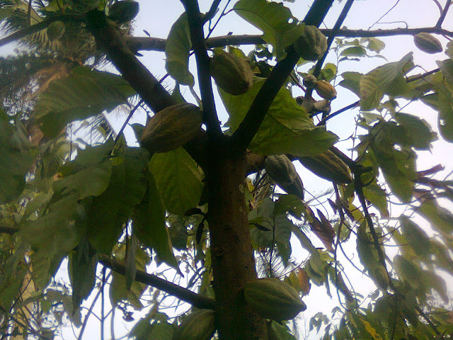 Gambar Pohon Cokelat Kakao Yang Lebat