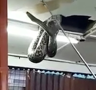 The Moment Giant Snake Drops From Ceiling In Restaurant (Watch Video)